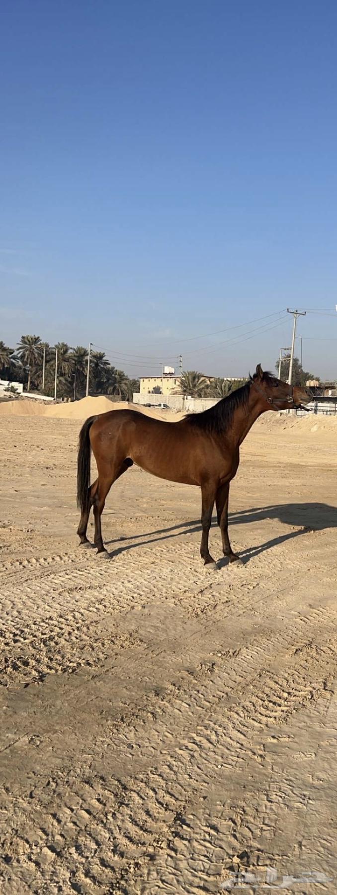 حصان للبيع63066787586051113