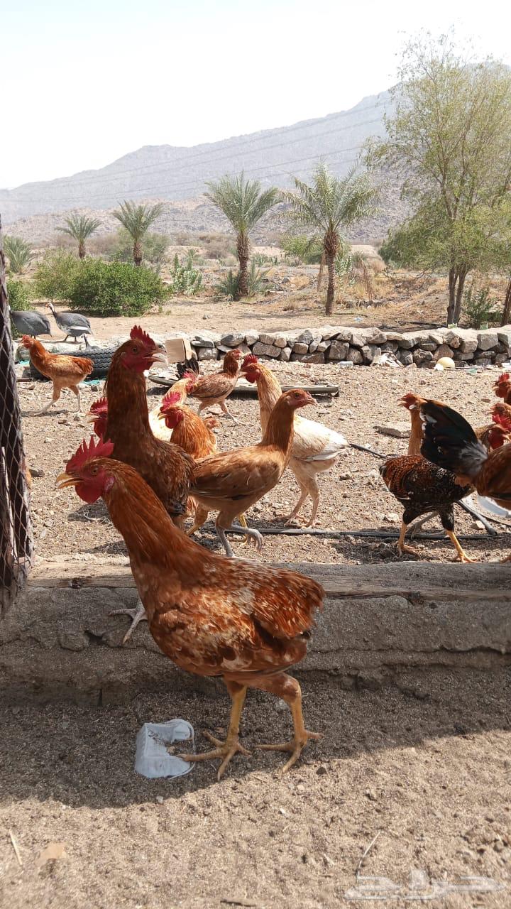 دجاج بلدي 6 شهور   4 خلايا شمسية استخدام نظيف630660117218581115