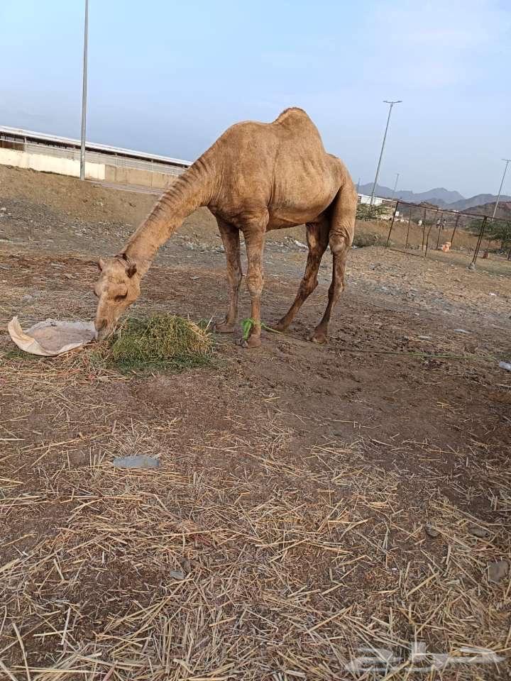 بعير اركي63065193321602114