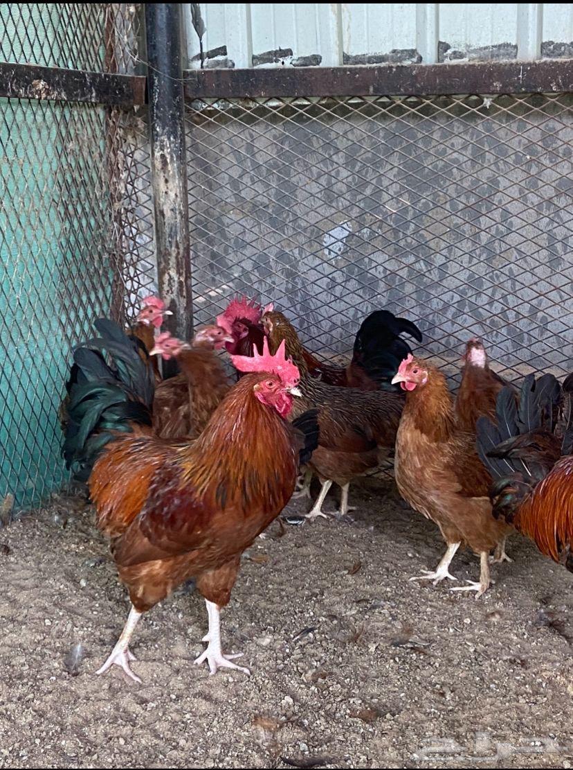 Red French Roosters Sizes Tab63066021617922111