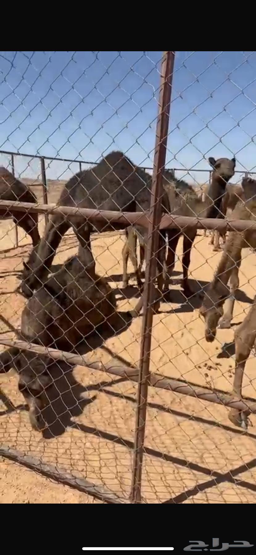 حشو للبيع63064799214337114