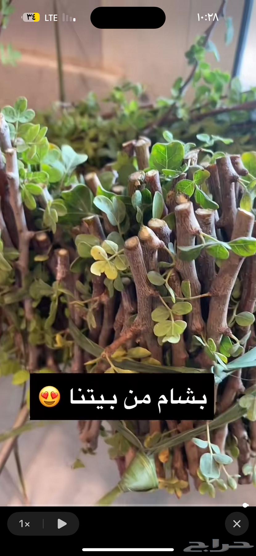 مسواك مساويك بشام قطف اليوم63065628057603112