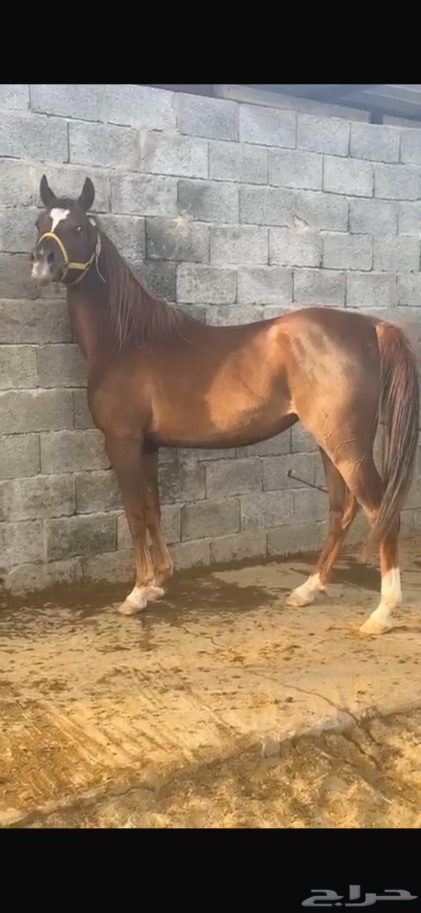 فرس واهو مكس جمال فاخرة63066792461570111