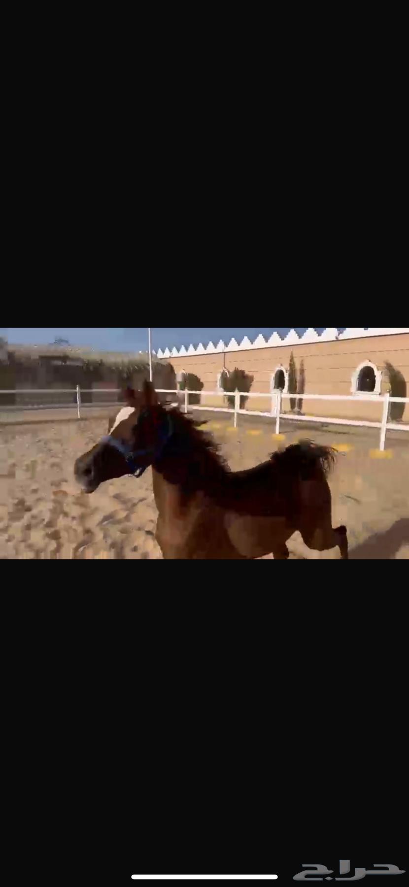 فرس واهو مكس جمال فاخرة63066792461570114