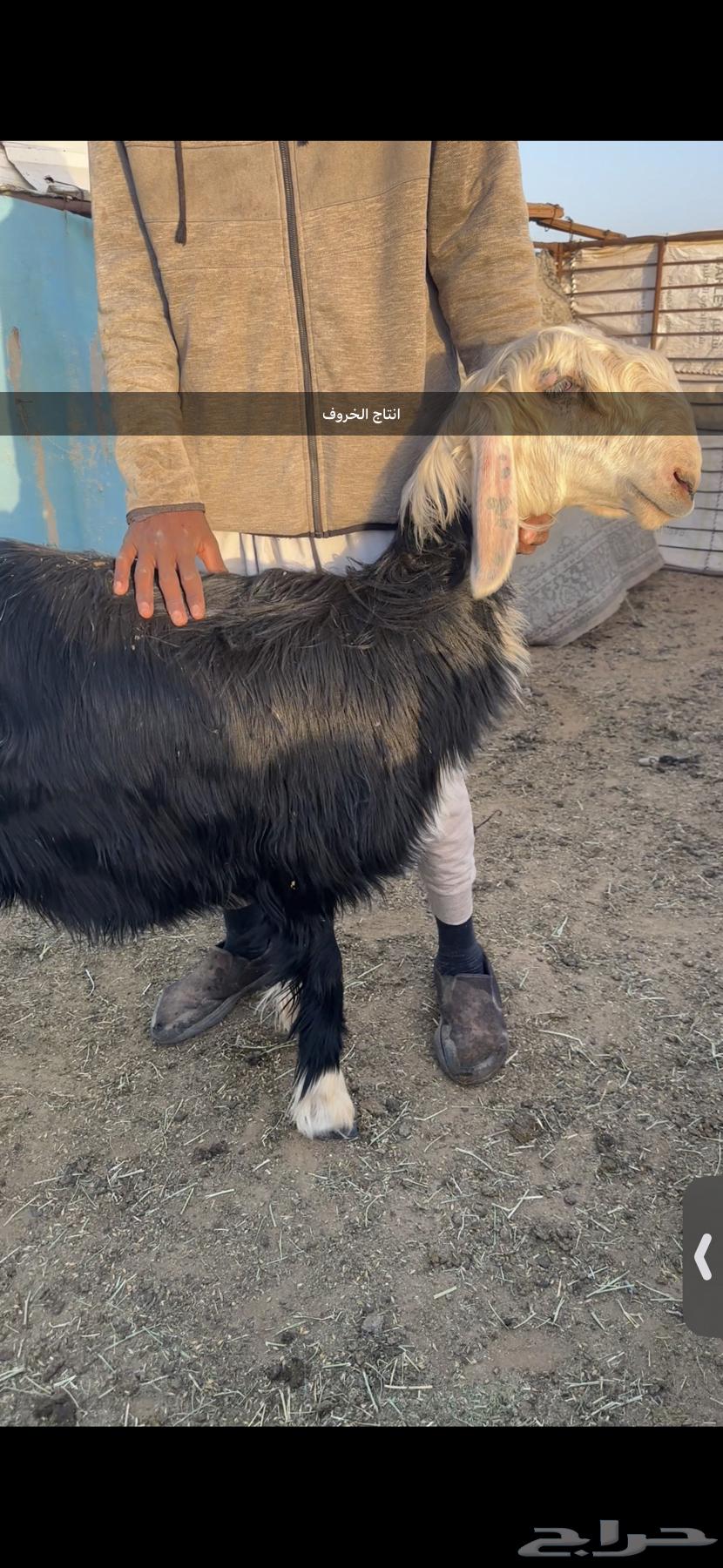 للبيع خروف سديس شرط قريع وانتاجه مرفق بالصور وتيس فوق الوسط63065996116225114