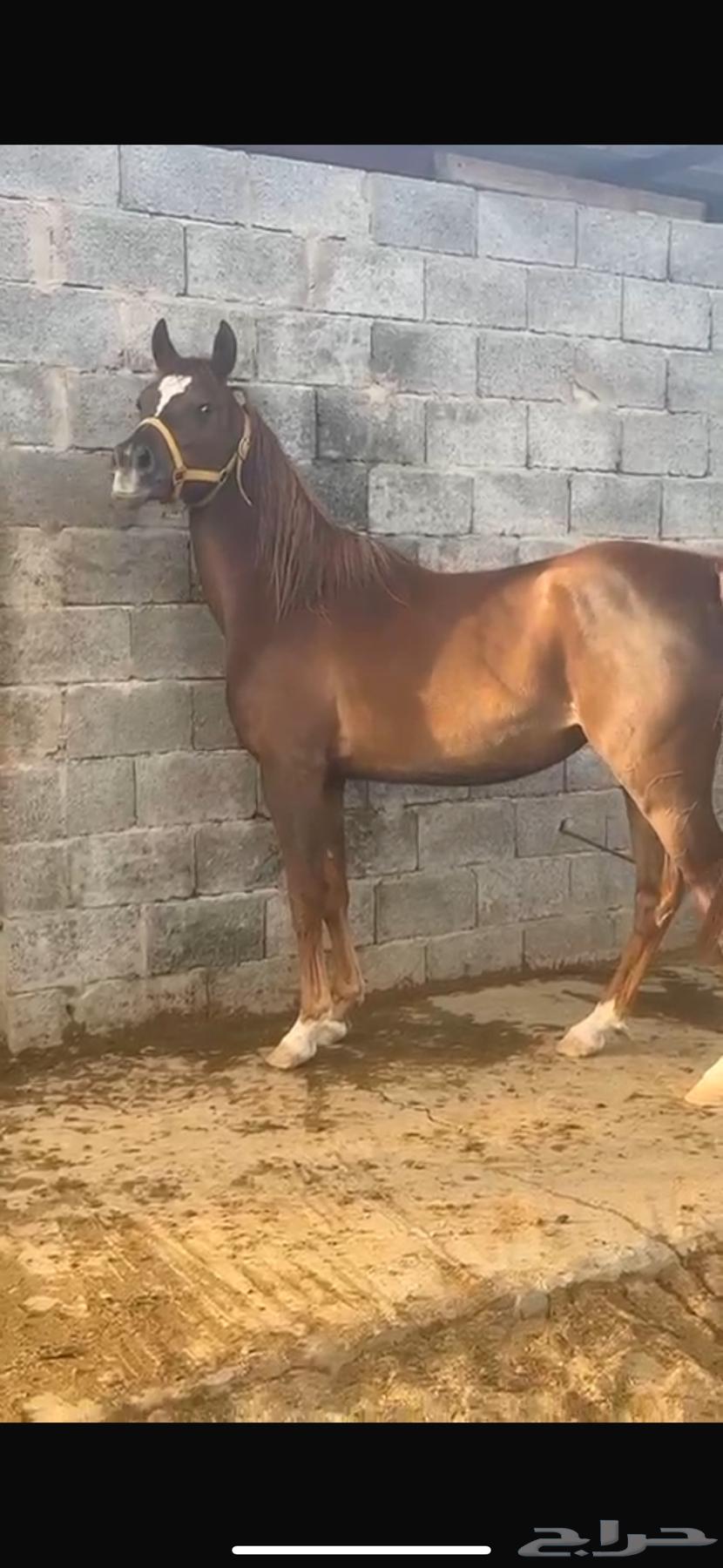 فرس واهو مكس جمال فاخرة63066792461570113
