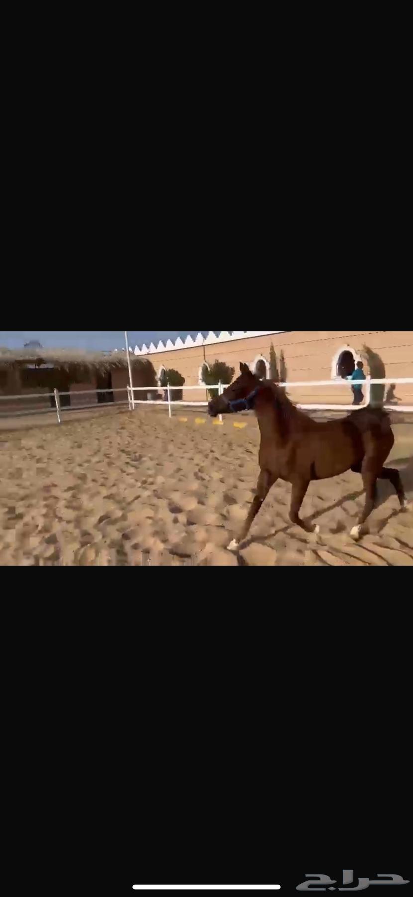 فرس واهو مكس جمال فاخرة63066792461570119