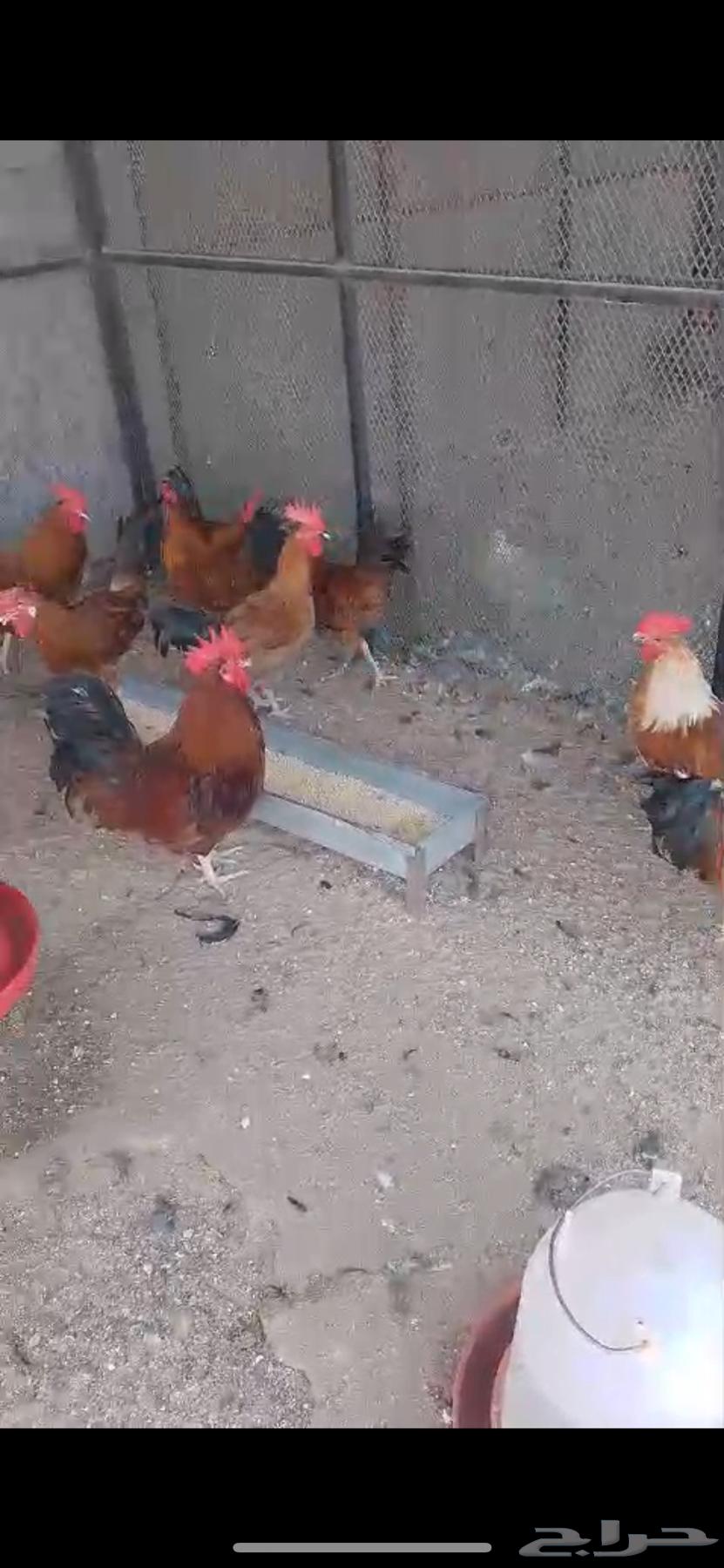 ديوك فرنسي احمر احجام تب630660216179221114