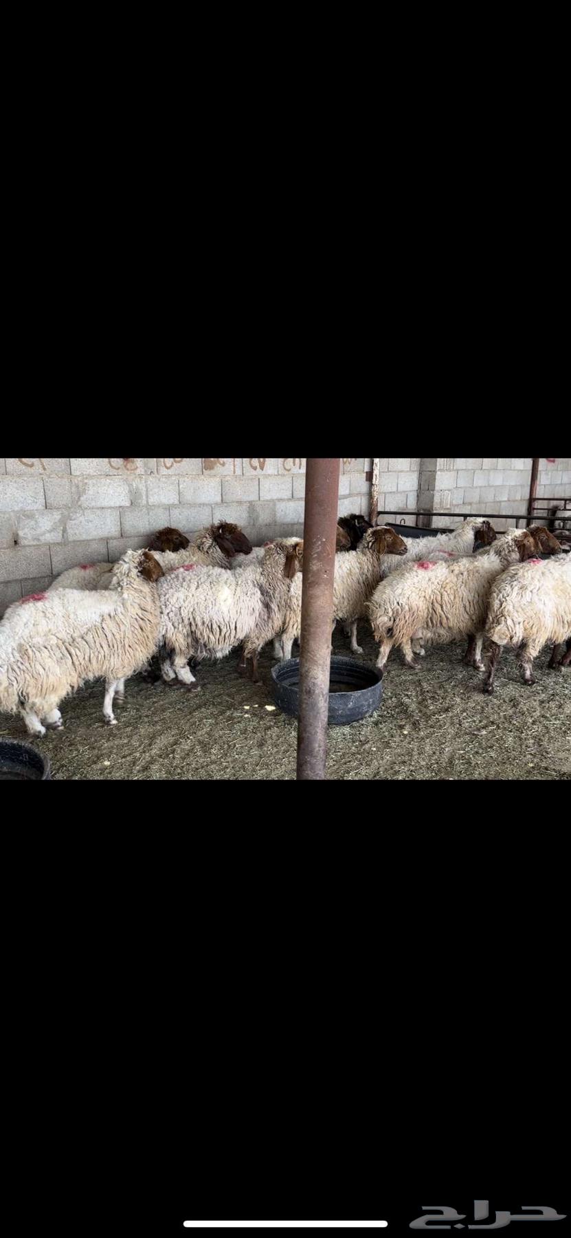 غنم نعيم دفيع63065214763009112