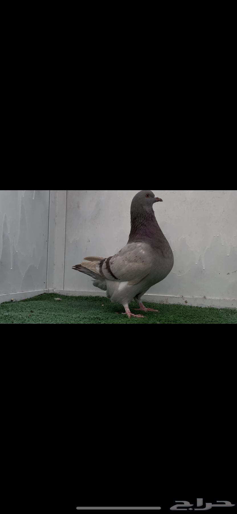 اناثي فرش   للبيع63066797226881113