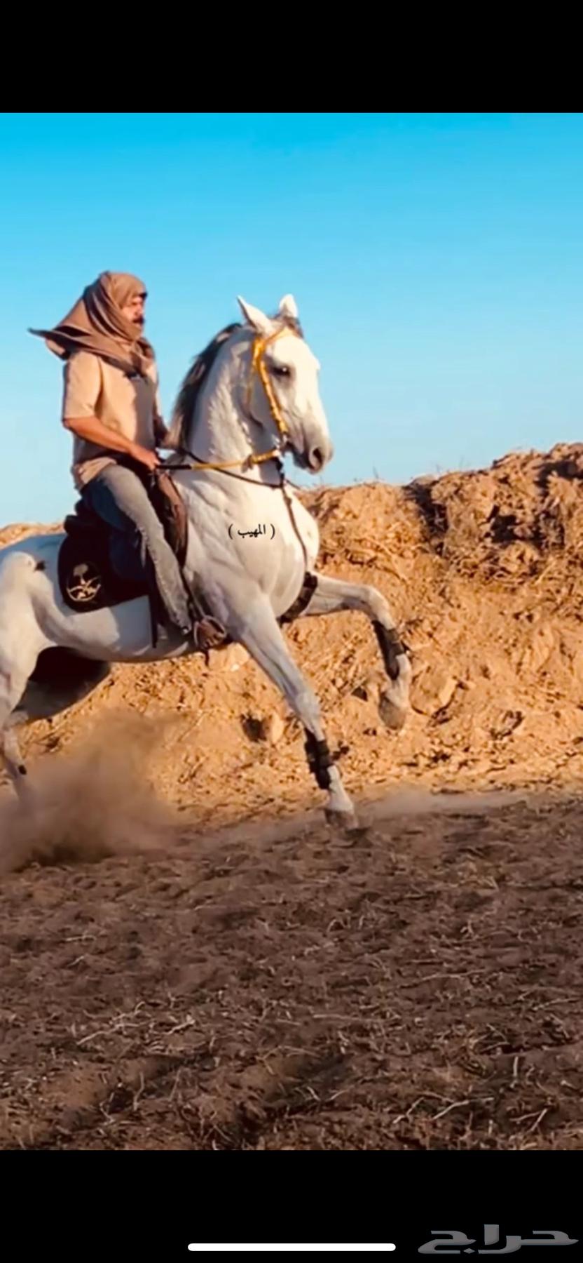 حصان فرنسي ورق630651877765141128