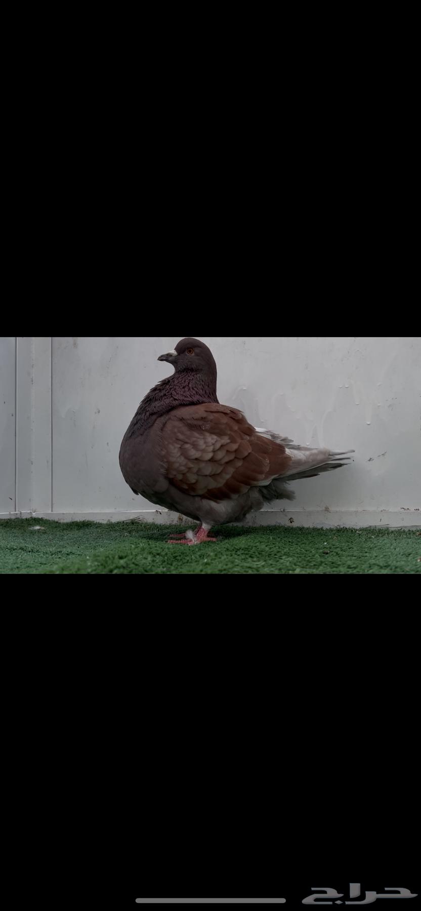 اناثي فرش   للبيع630667972268811113