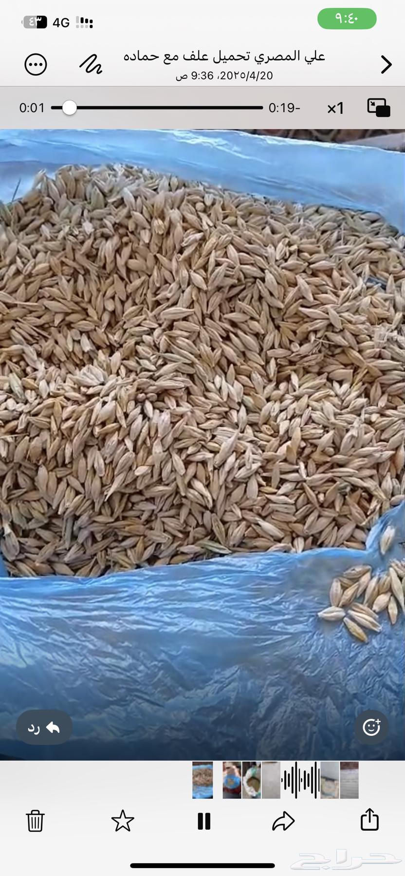 شعير نظيف للبيع630663769870101119