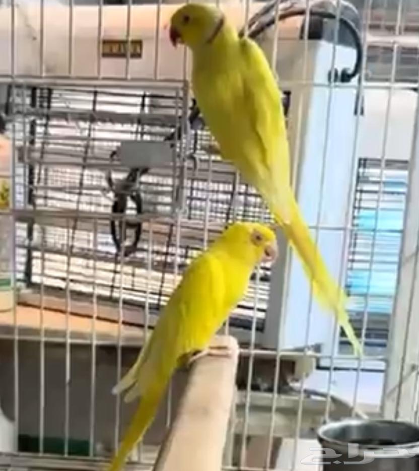 جوز درة لاتينو منتج630652200213771117