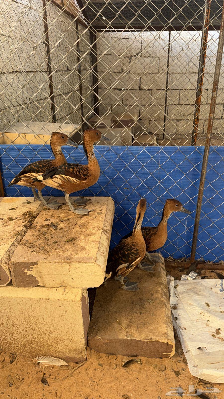 For sale: two yellow ducks, healthy and productive630664153463061112