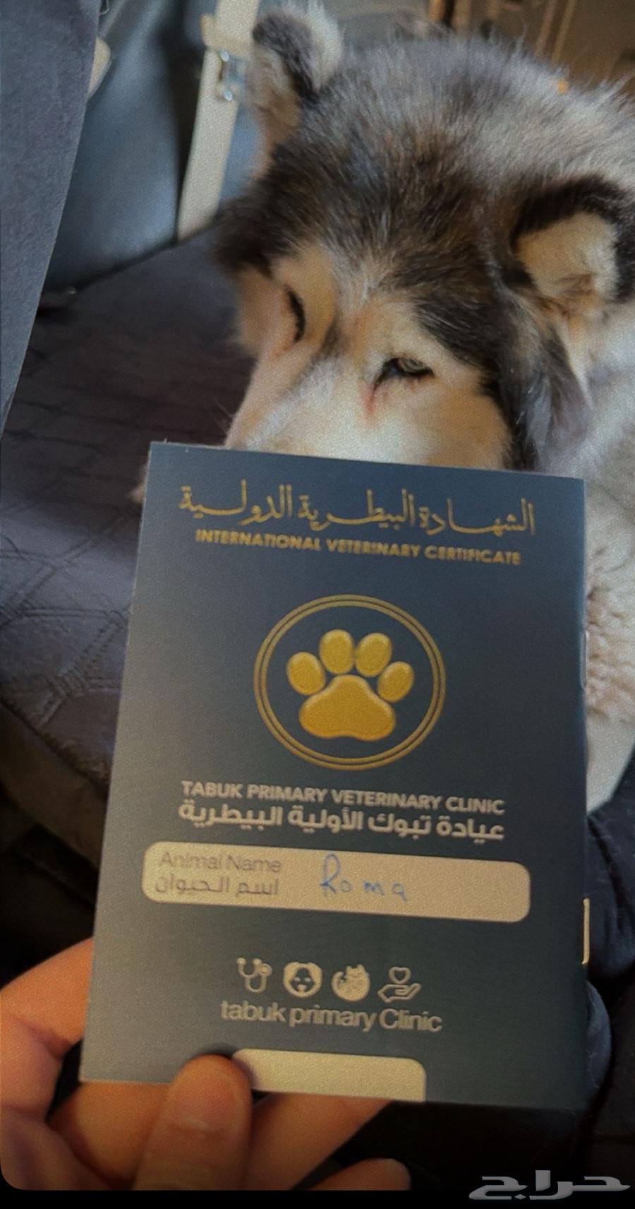 كلب هاسكي للبيع63064397489538112