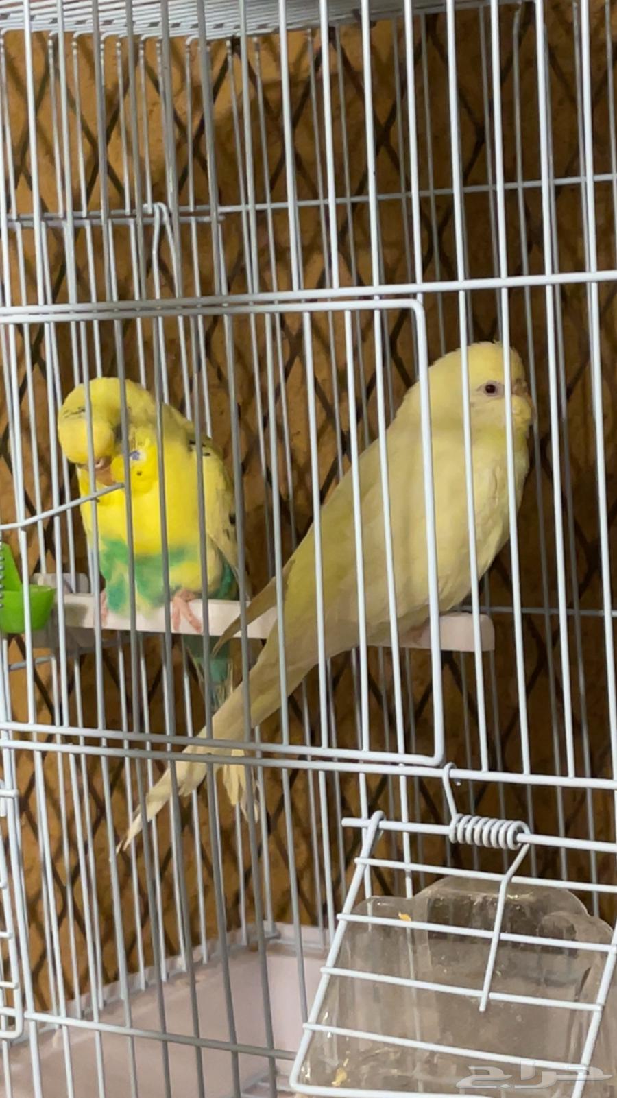 طيورفيشر بادجي كناري زيبرا630625151333141121