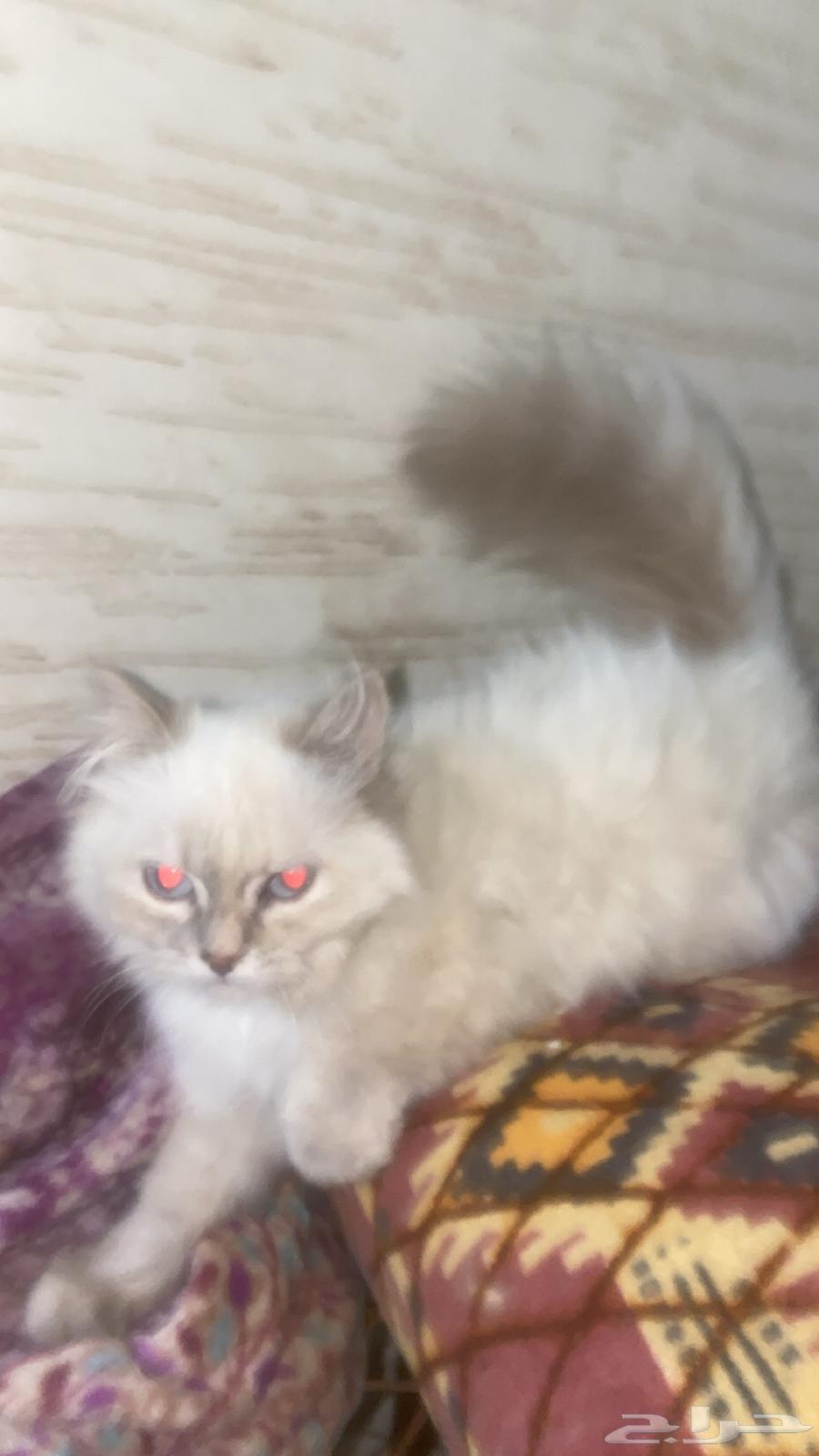 أنثى هملايا العمر 4 إلى 5 شهور630640481671691125