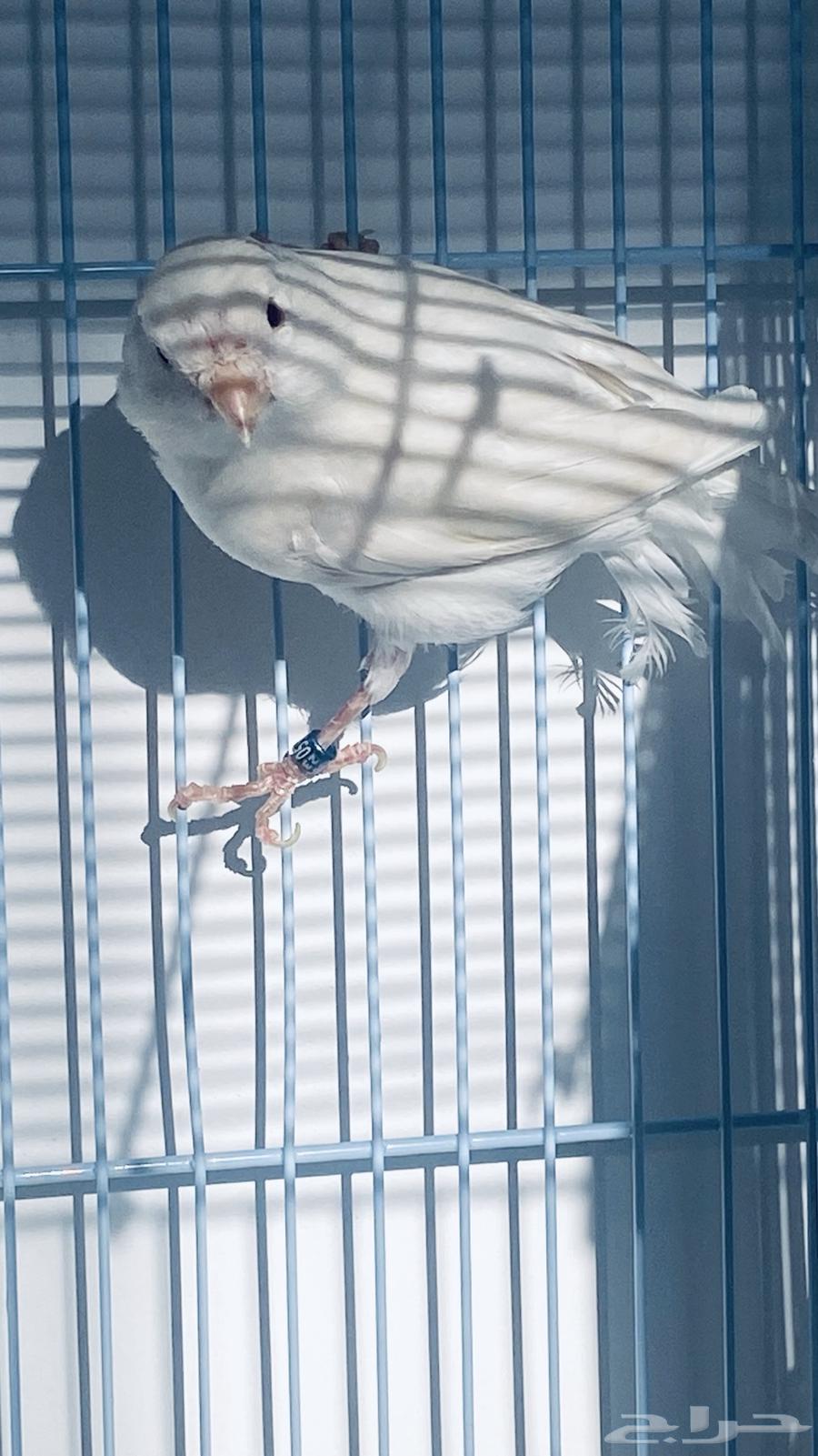 White Canary Diamond male for sale63065623498115114