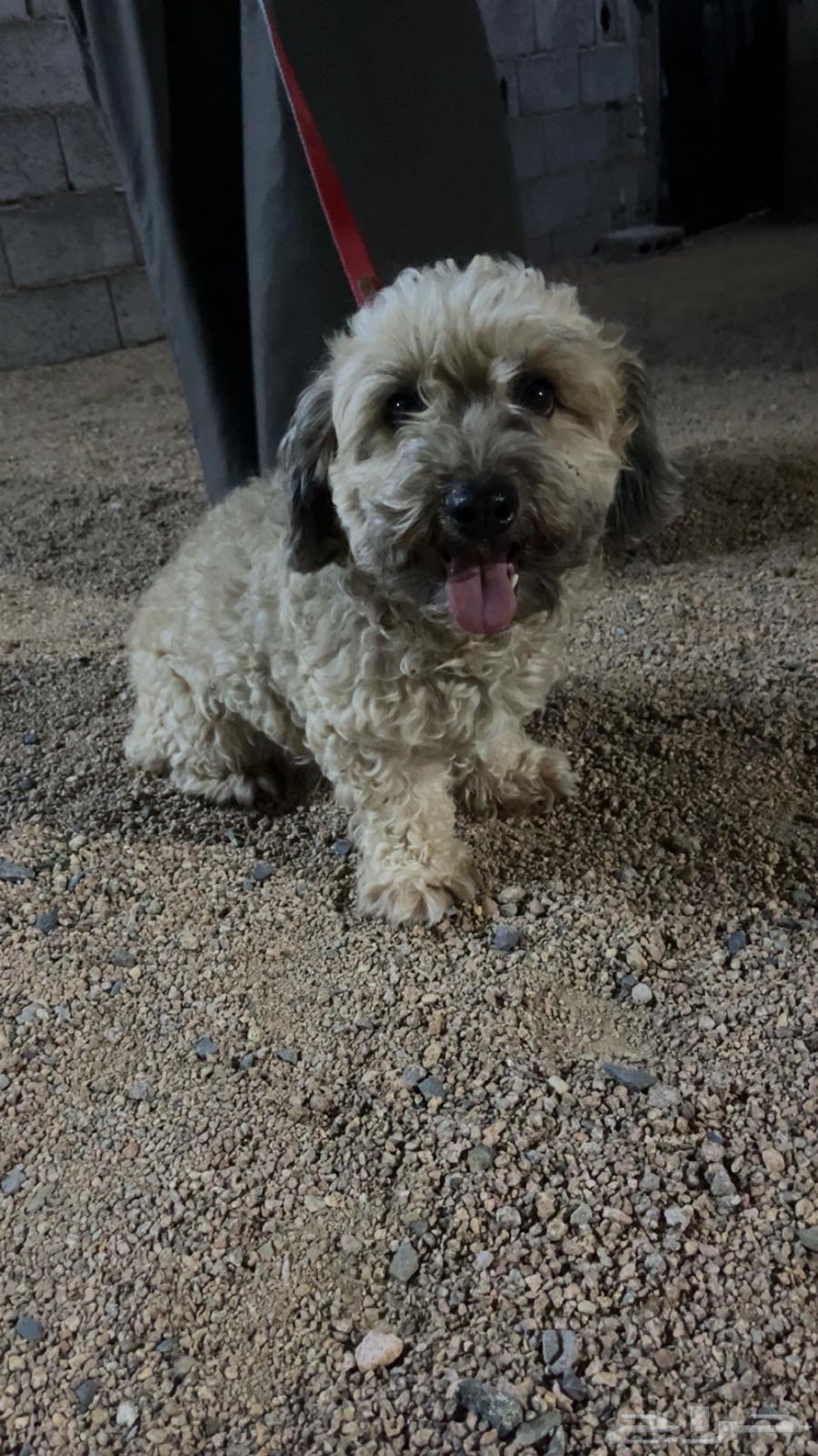 Dog63064407135874111