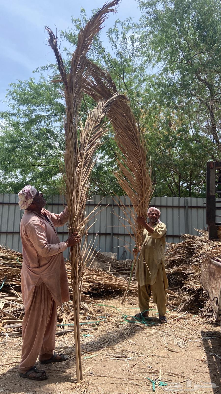 Palm fronds, date palm leaves, their transportation is included throughout the kingdom63064401942657112