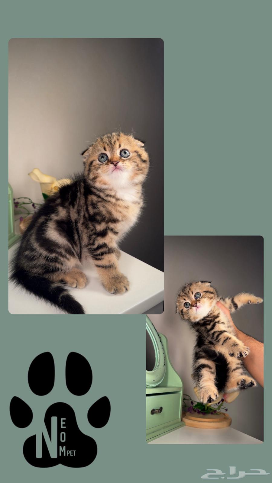 سكوش فولد ستريت كيتن قطط صغيرة للبيع هملايا شيرازي انثى ذكر63063267834113111