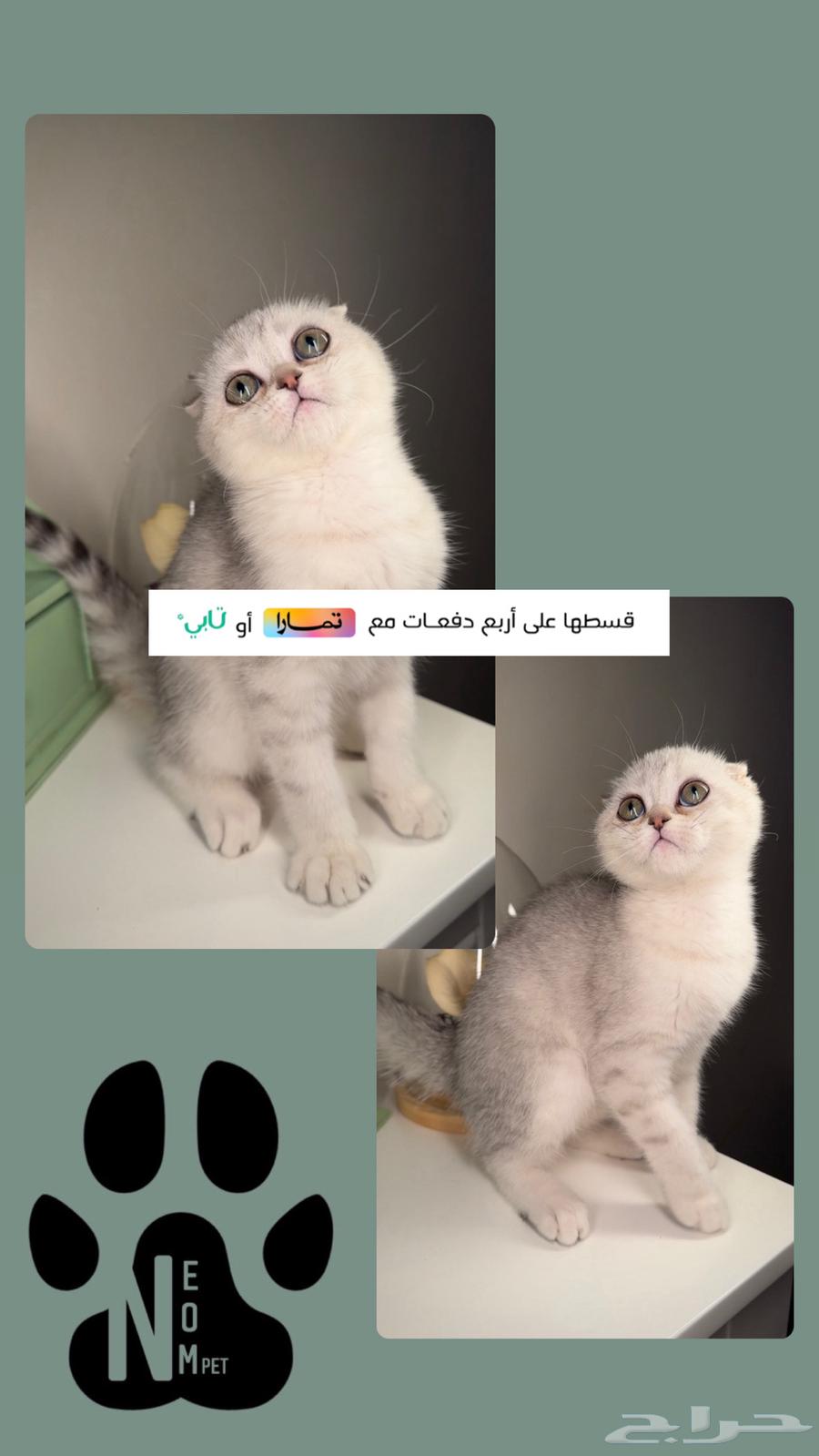 سكوش فولد ستريت كيتن قطط صغيرة للبيع هملايا شيرازي انثى ذكر63063267834113113