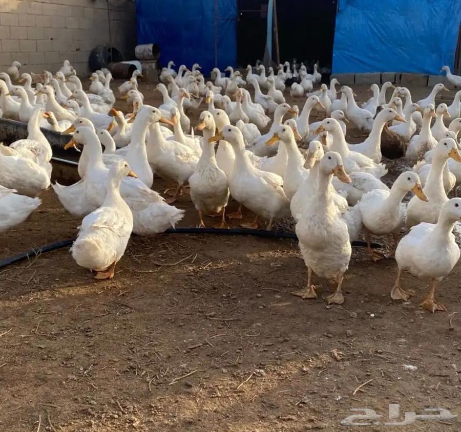 All types of chicken63016099596931113