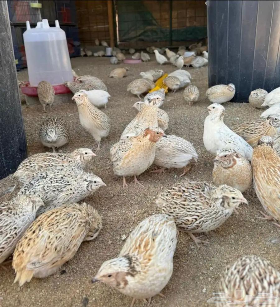 All types of chicken63016099596931112