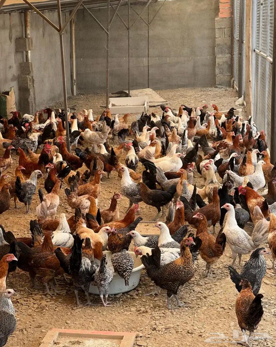 All types of chicken630160995969311114