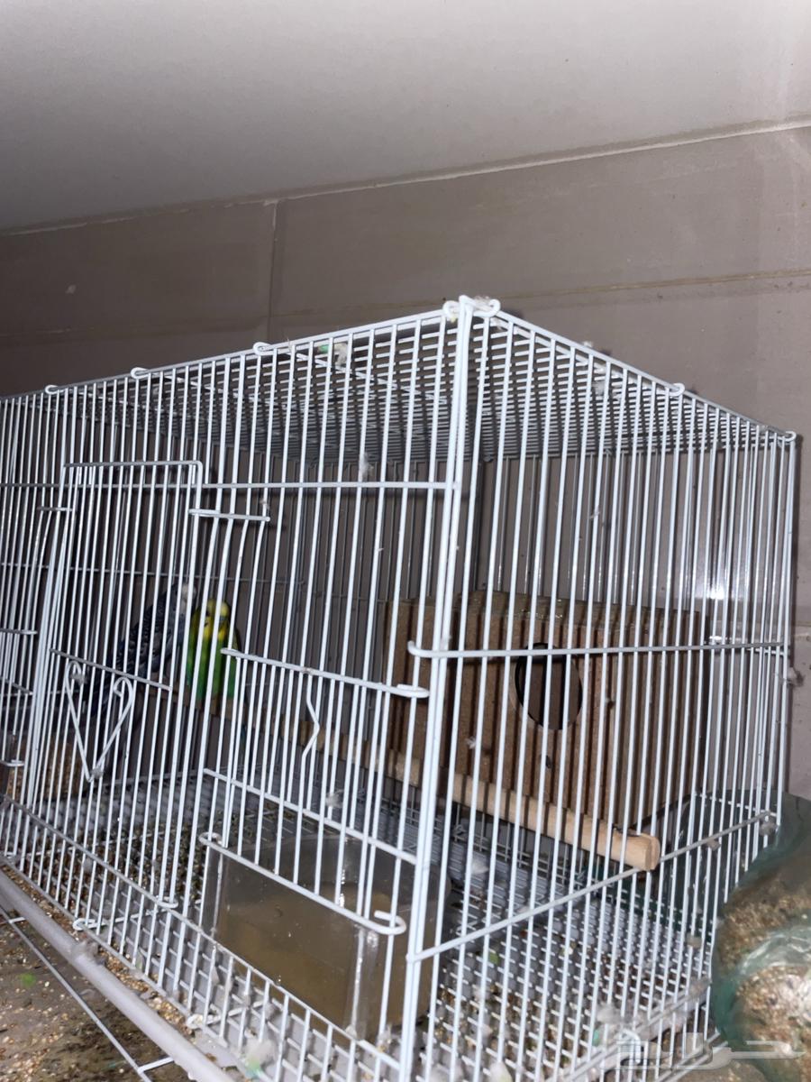 PUBG birds, God willing new63063650526850112