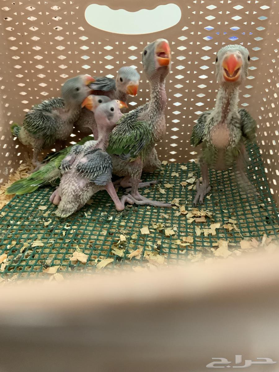 I sold a parrot. The pearl, the Indian pearl.63066001089921113