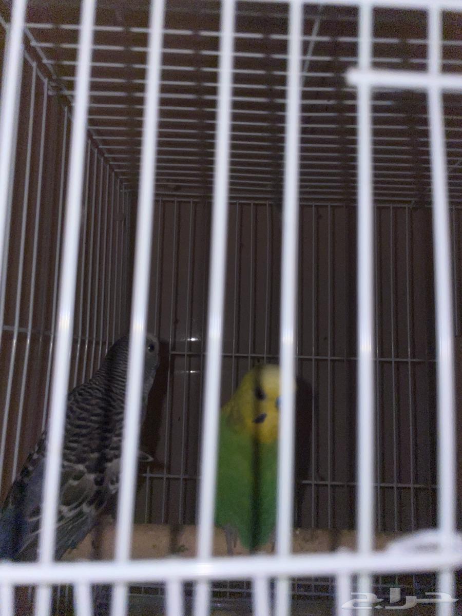 PUBG birds, God willing new63063650526850113