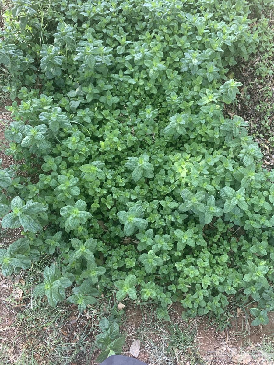 نعناع وحبك القصيم63064427607683112