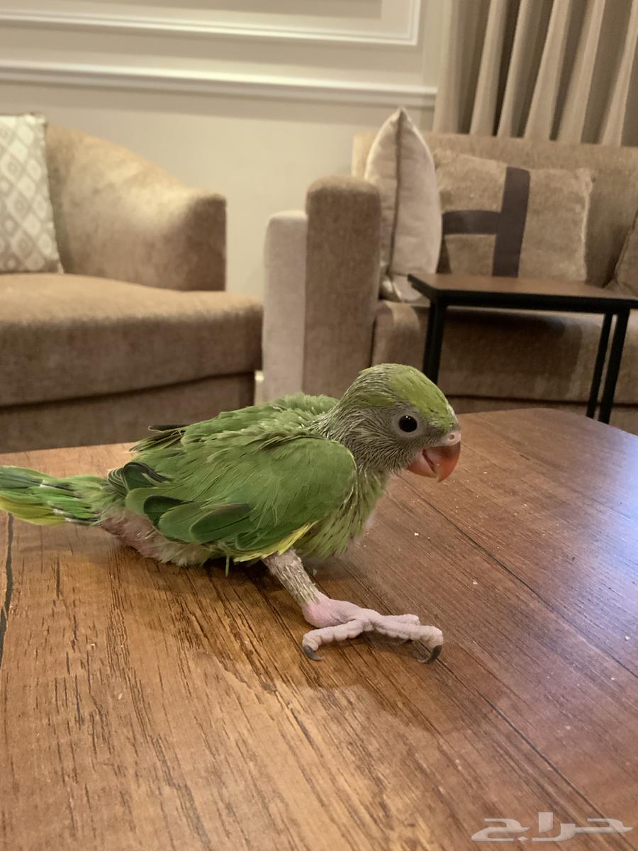 I sold a parrot. The pearl, the Indian pearl.63066001089921111