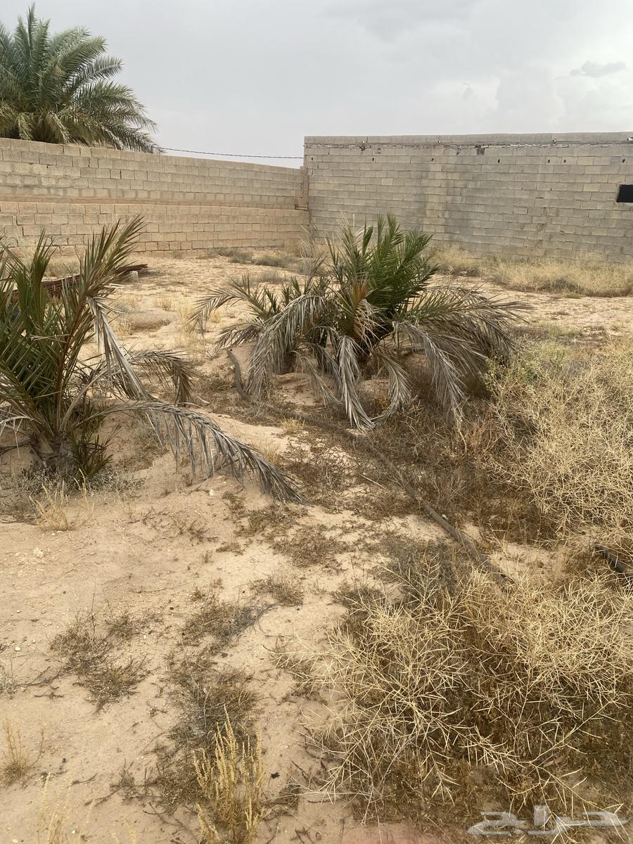 Selling date palm number 563063262431106113