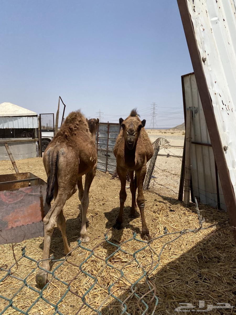 قعودين للبيع630632970909461115