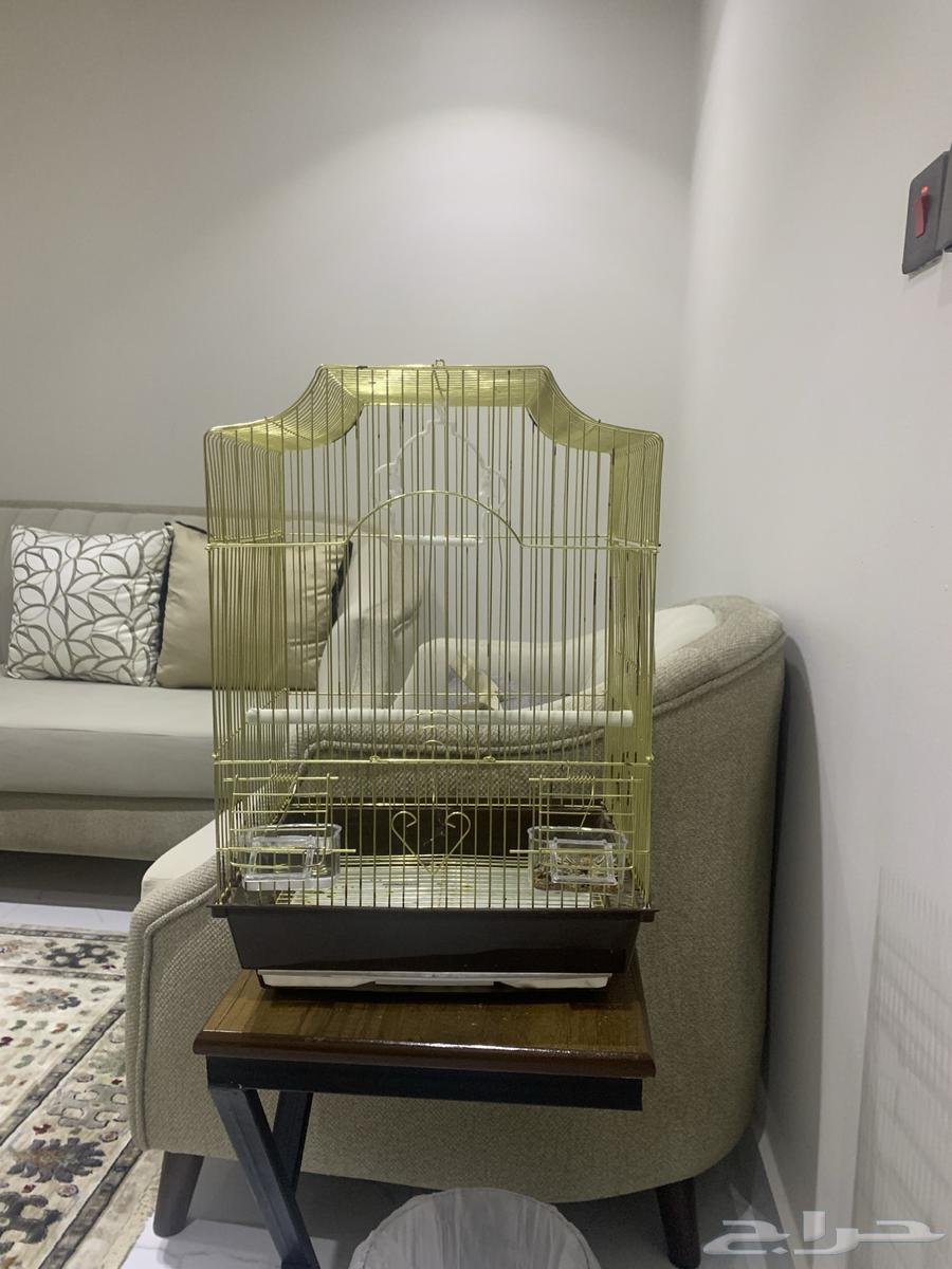 New bird cage630648263251221128