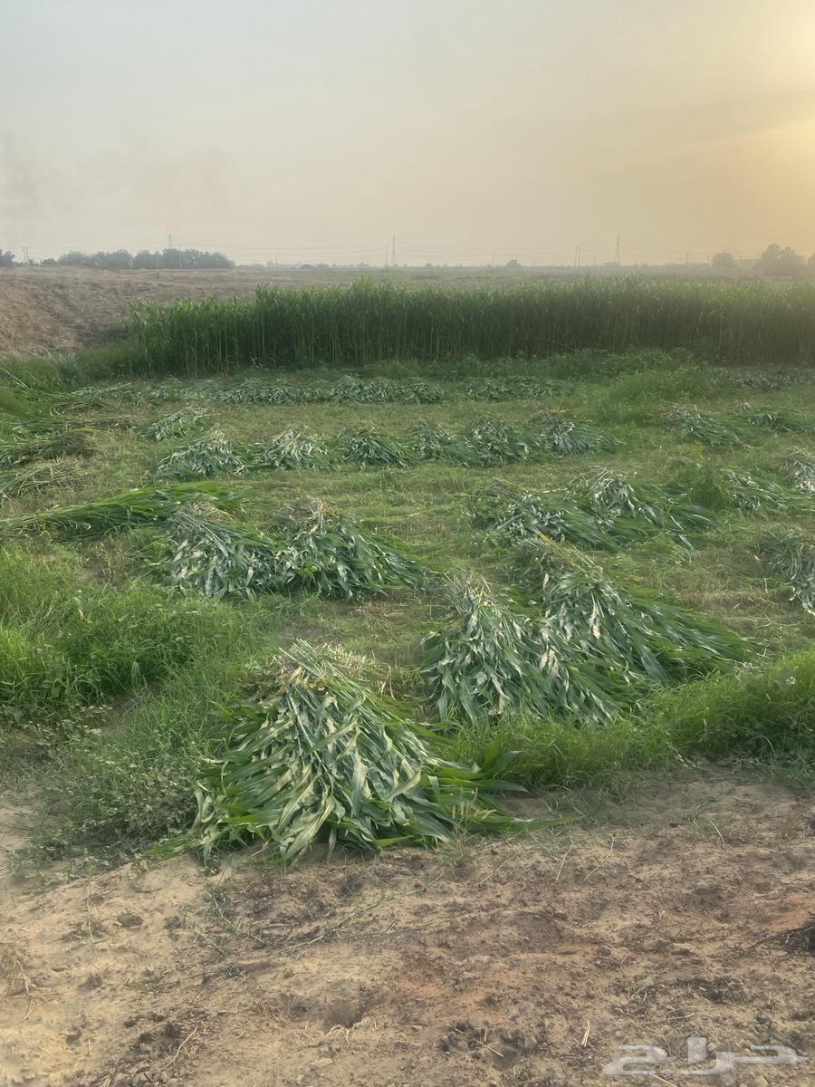 قصب للبيع63064014509059111