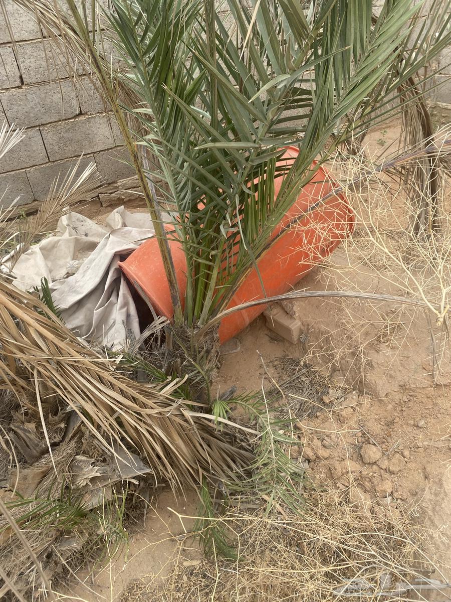 Selling date palm number 563063262431106111