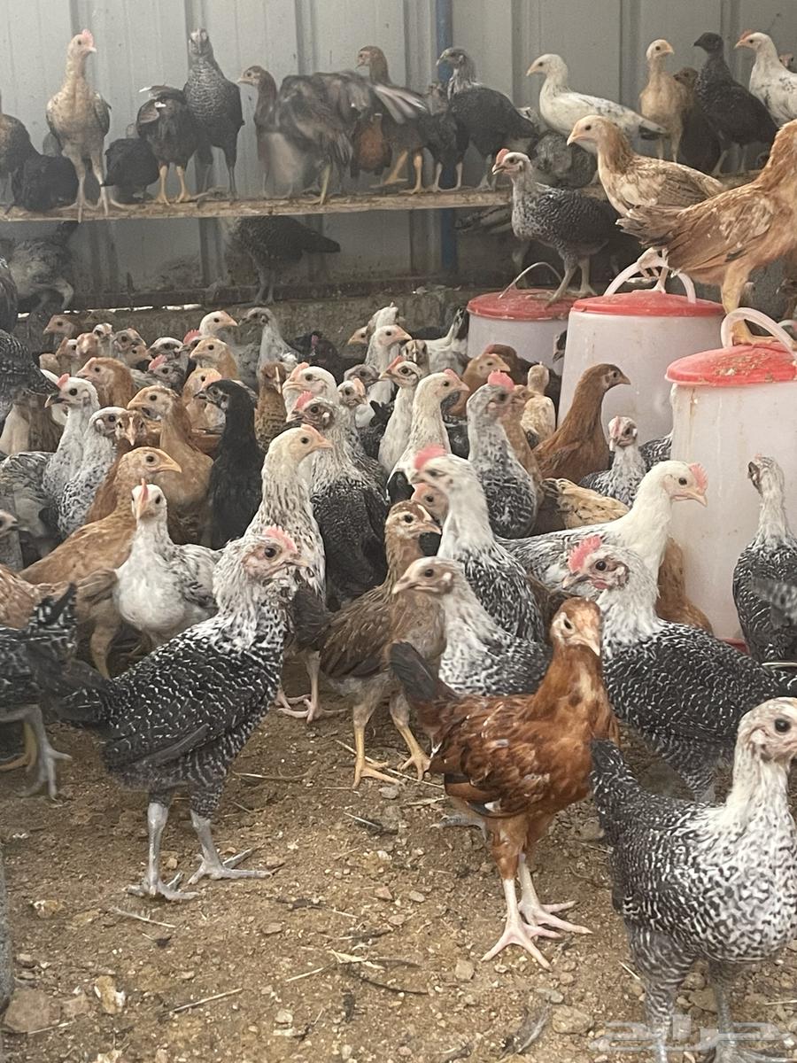 All types of chicken63016099596931111