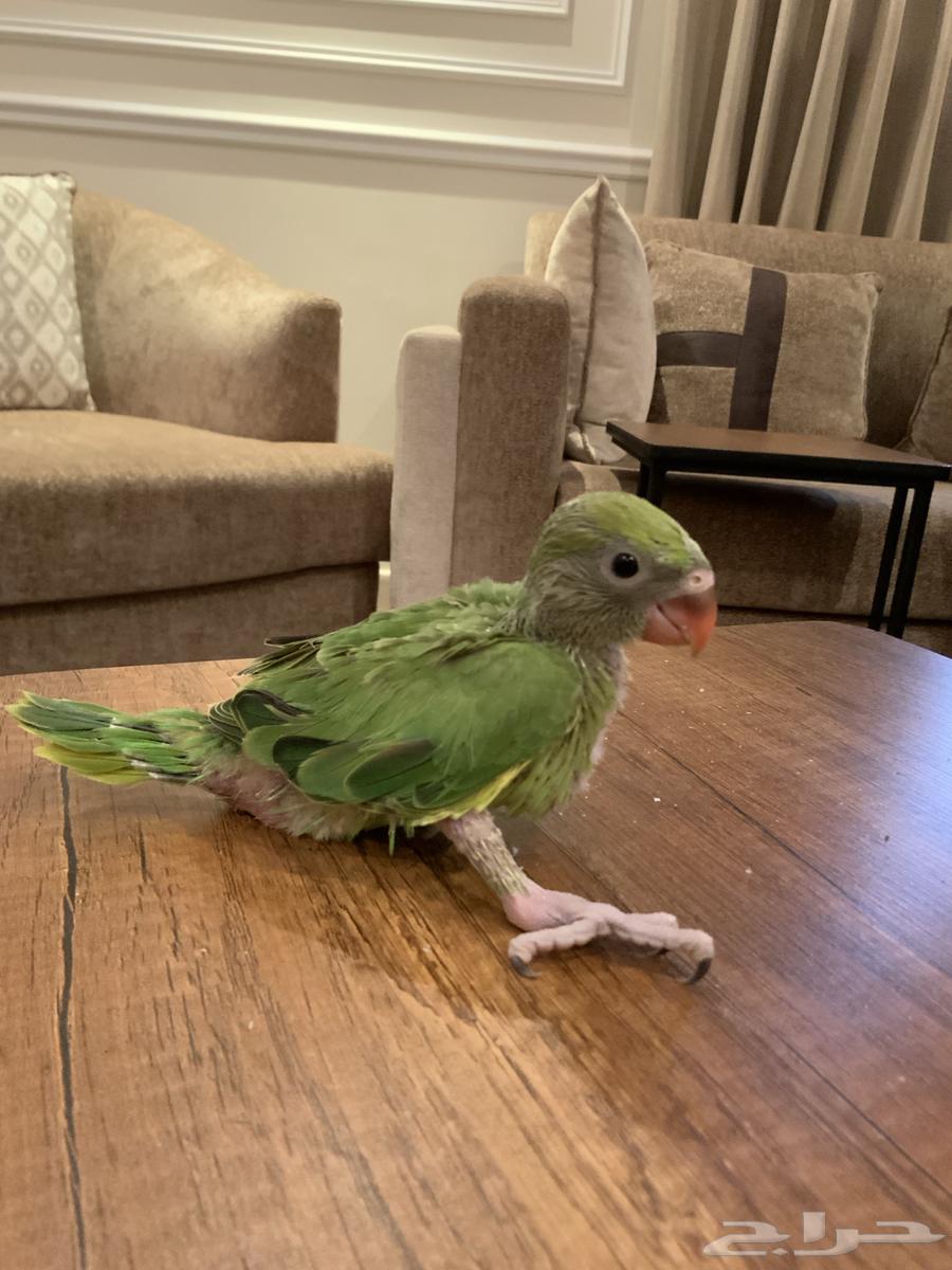 I sold a parrot. The pearl, the Indian pearl.630660010899211111