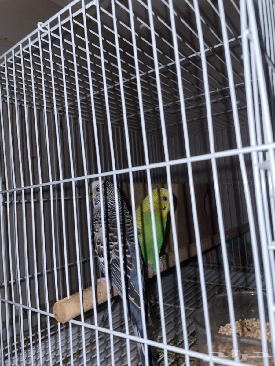 PUBG birds, God willing new63063650526850111