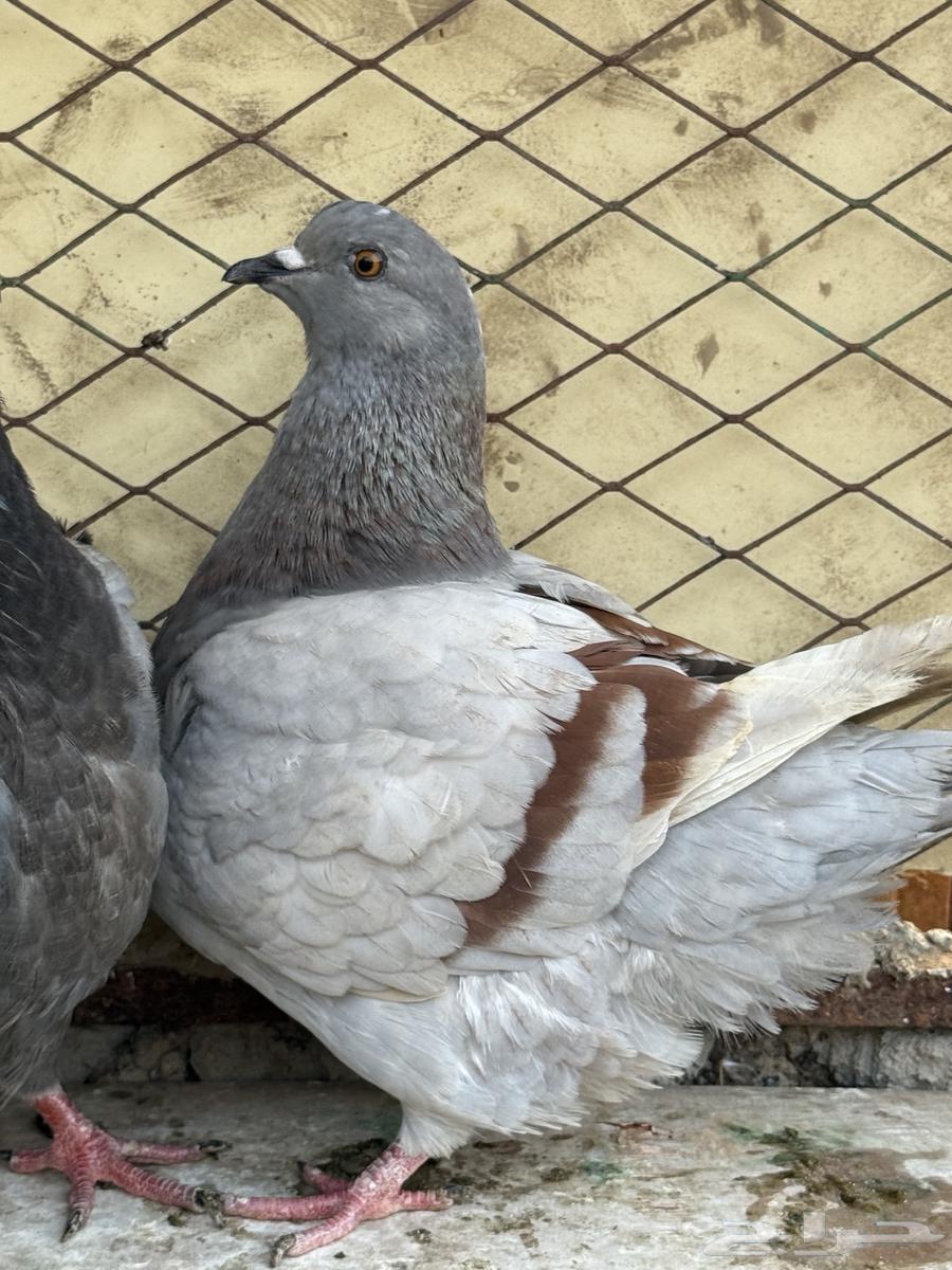فرش طبات63064052102018113