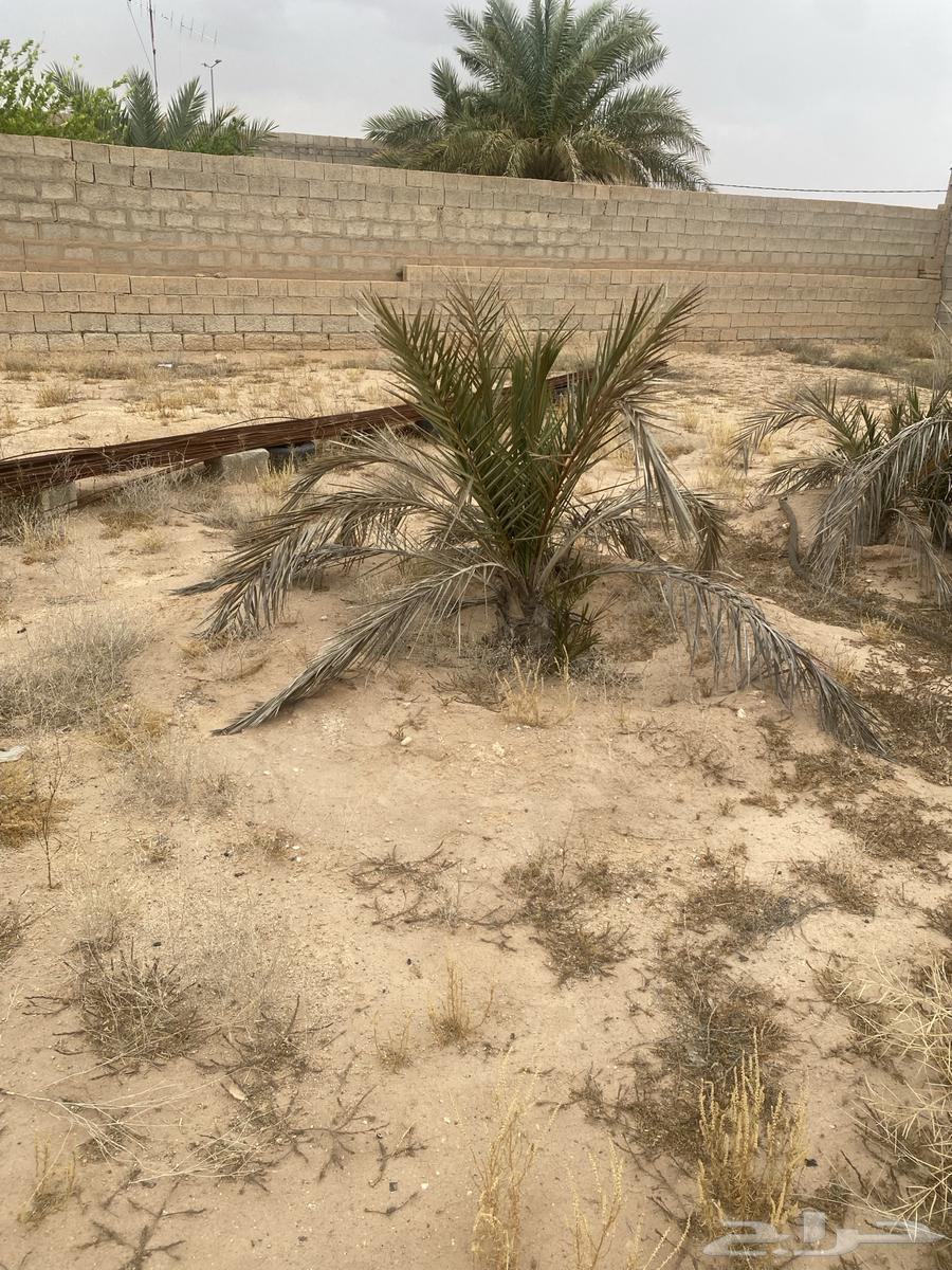 Selling date palm number 5630632624311061117