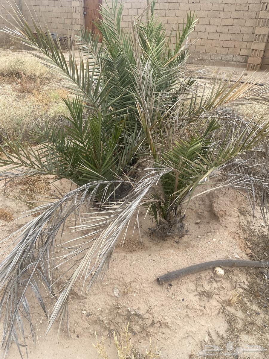 Selling date palm number 563063262431106114
