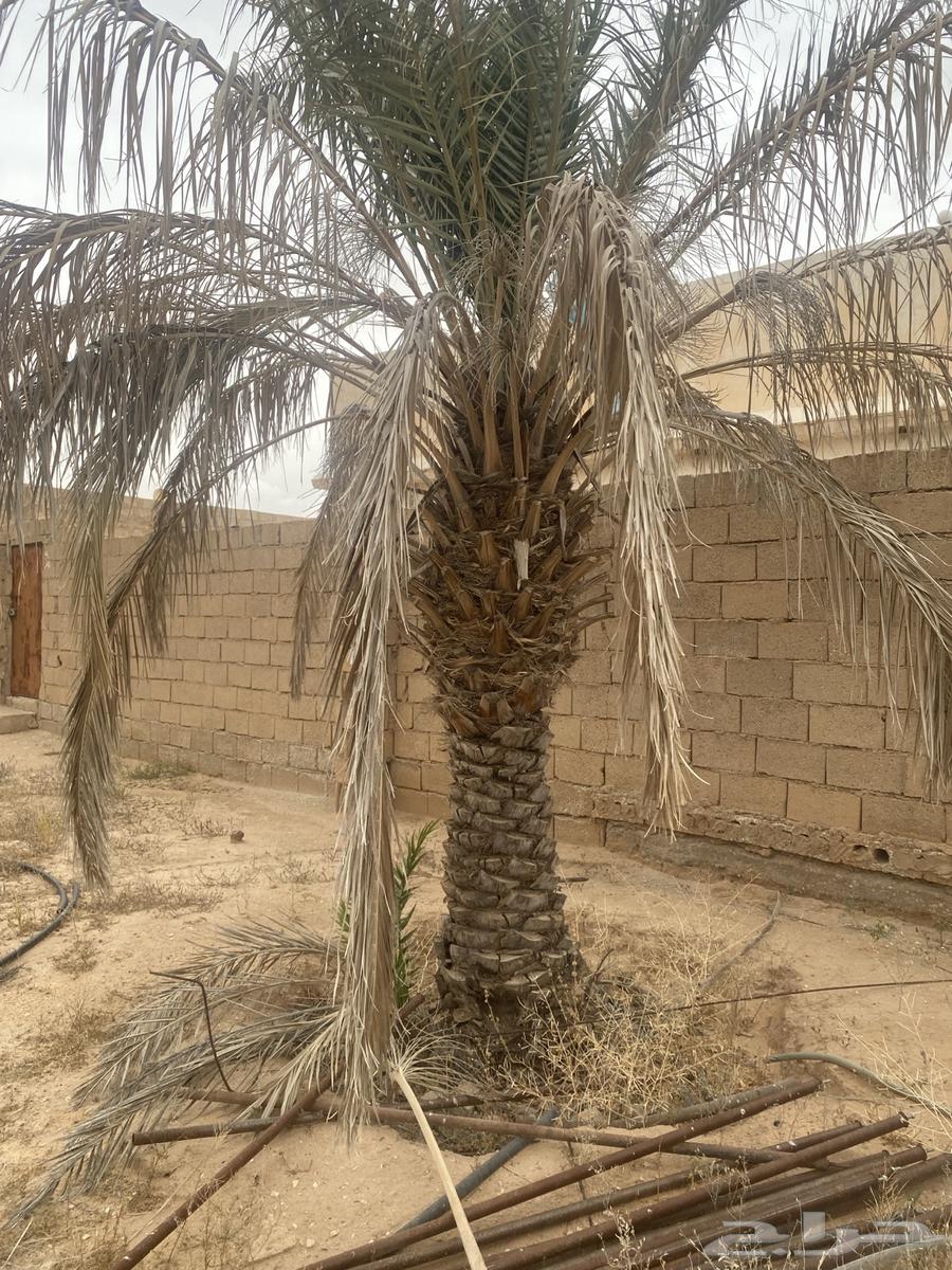 Selling date palm number 563063262431106112