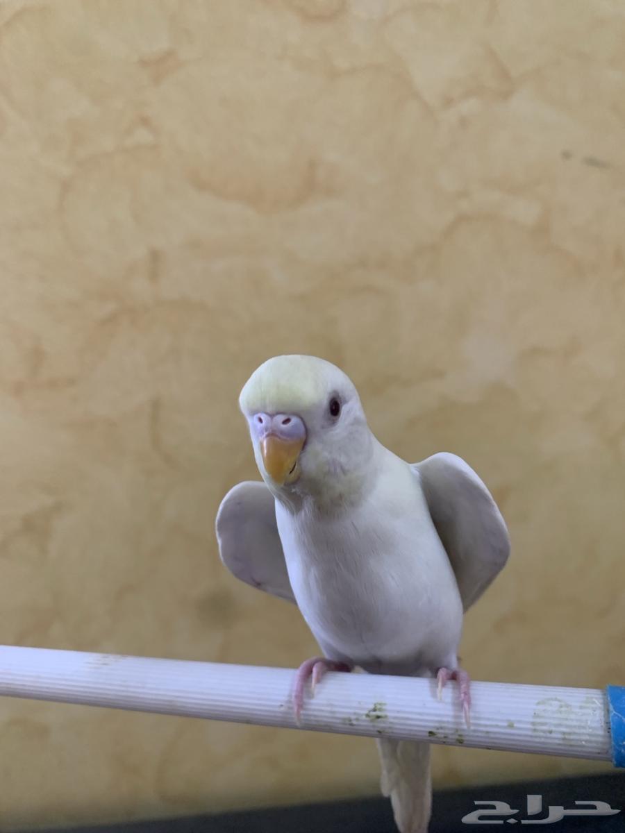 جوز اليف منتج تم البيع63063297070466114
