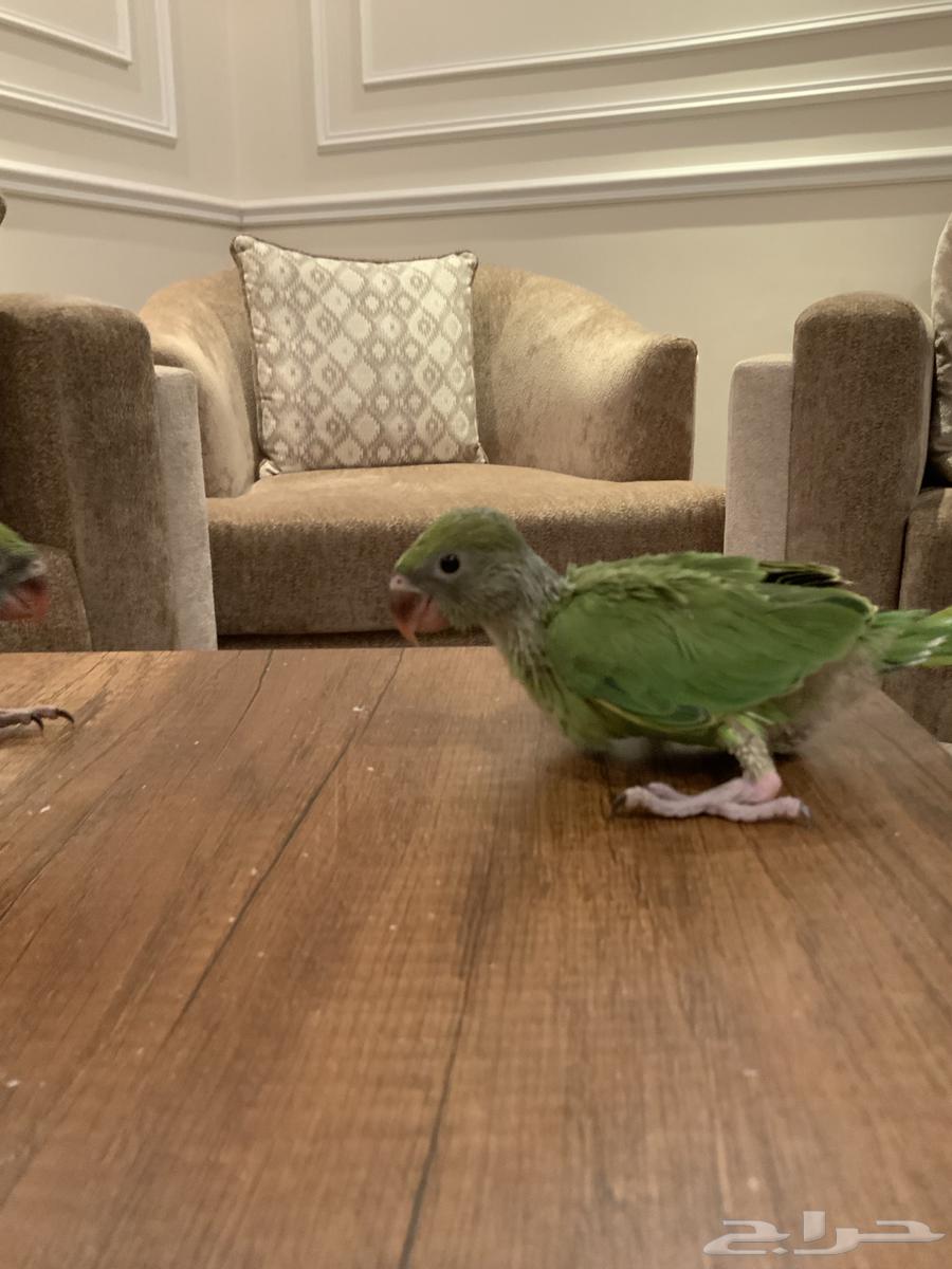 I sold a parrot. The pearl, the Indian pearl.63066001089921112