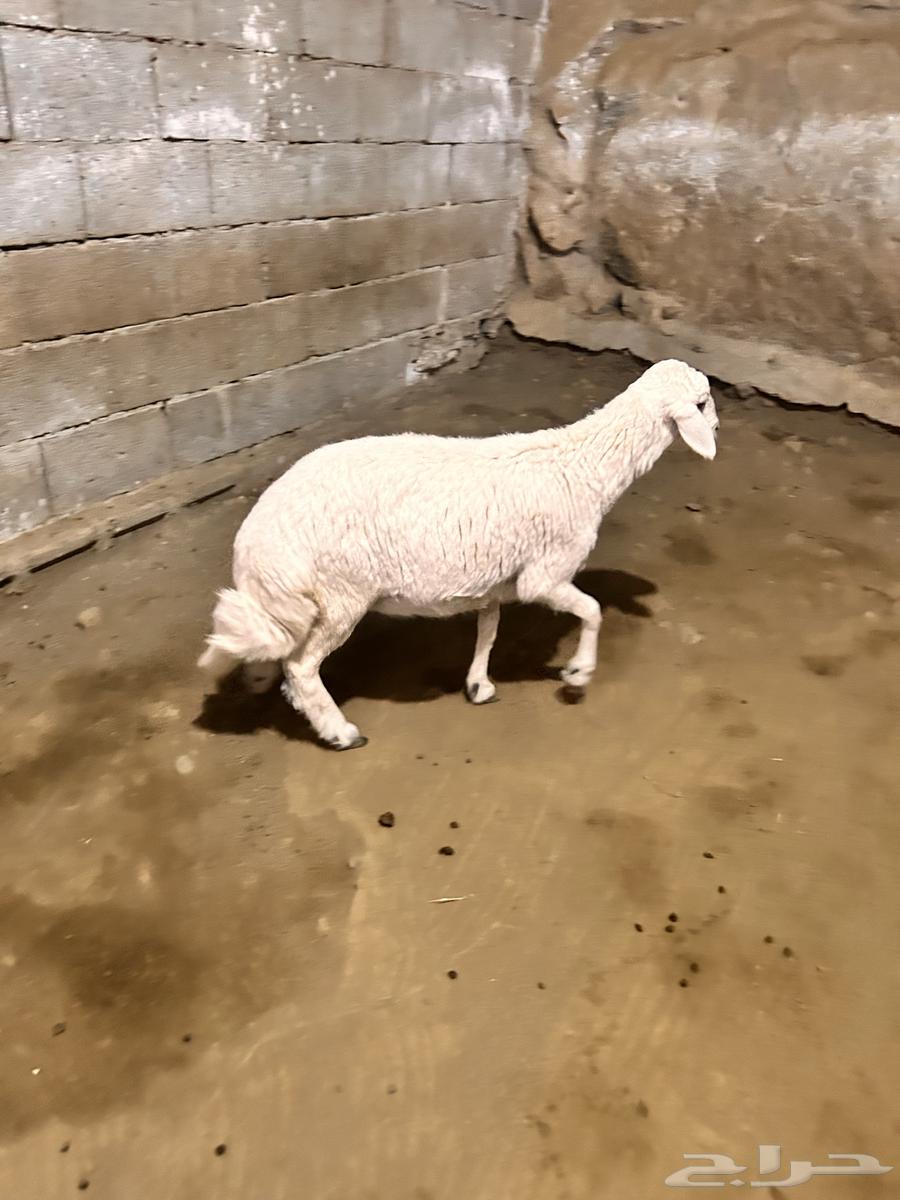رخل كفو ( تم البيع )63064048064897111